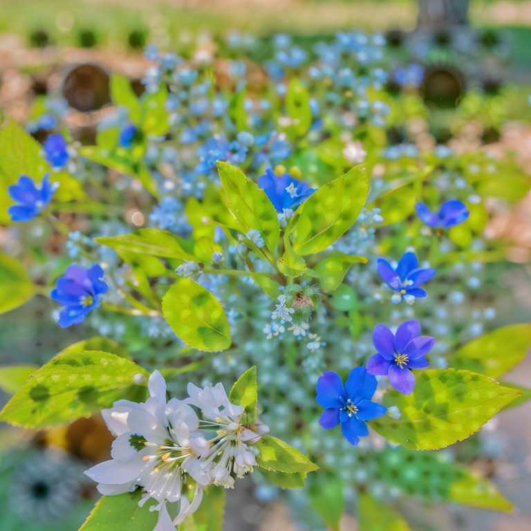 山色花韵